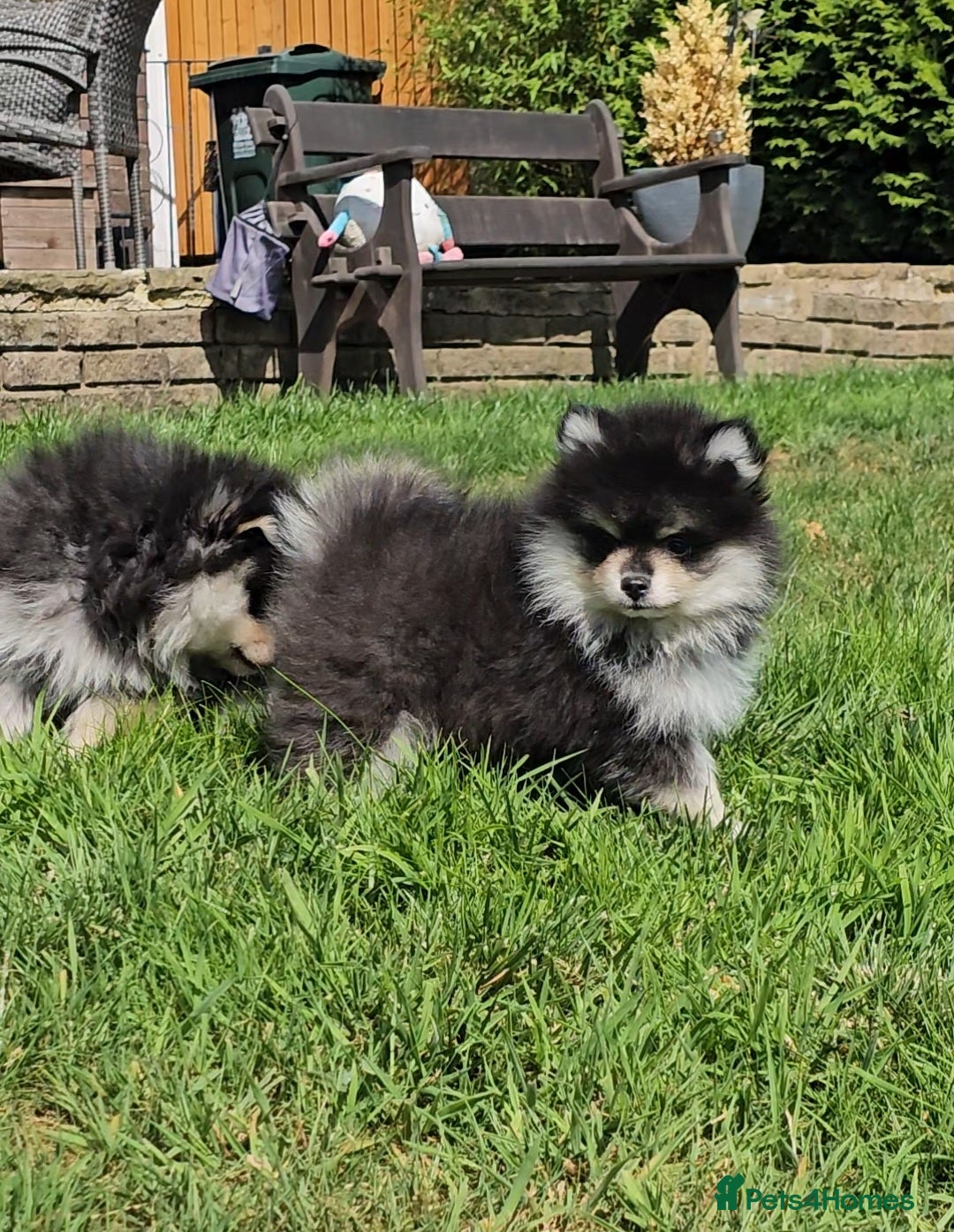 Pomsky dogs for sale: Pomsky puppies very small toy size F3  - Image 19