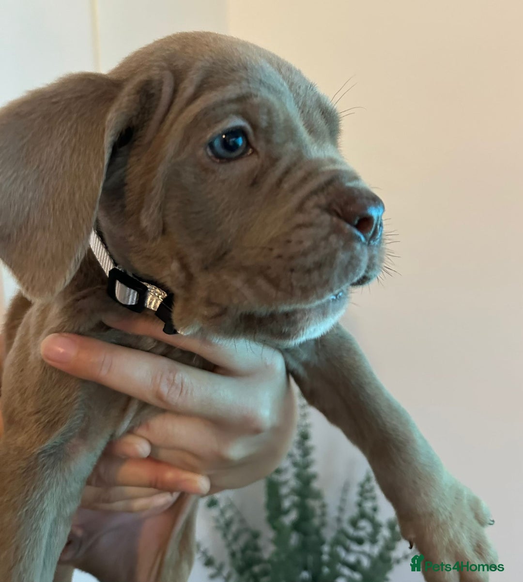 Cane Corso dogs for sale: 5 Towns Cane Corso pups,   - Image 16