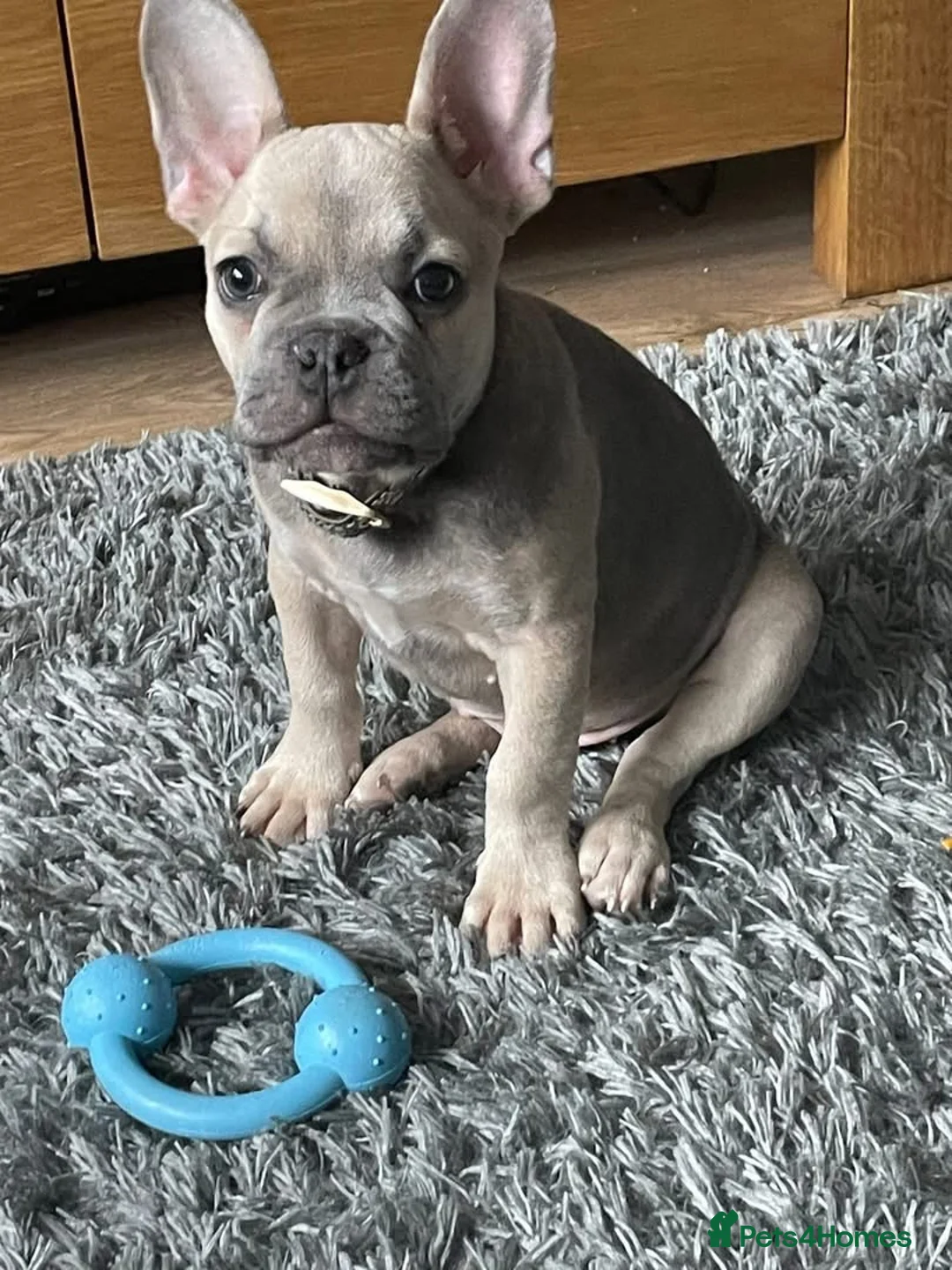 French Bulldog dogs for sale: French bull dog  - Advert 1