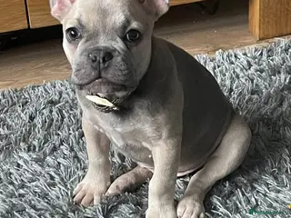 French Bulldog dogs French bull dog - Advert 8