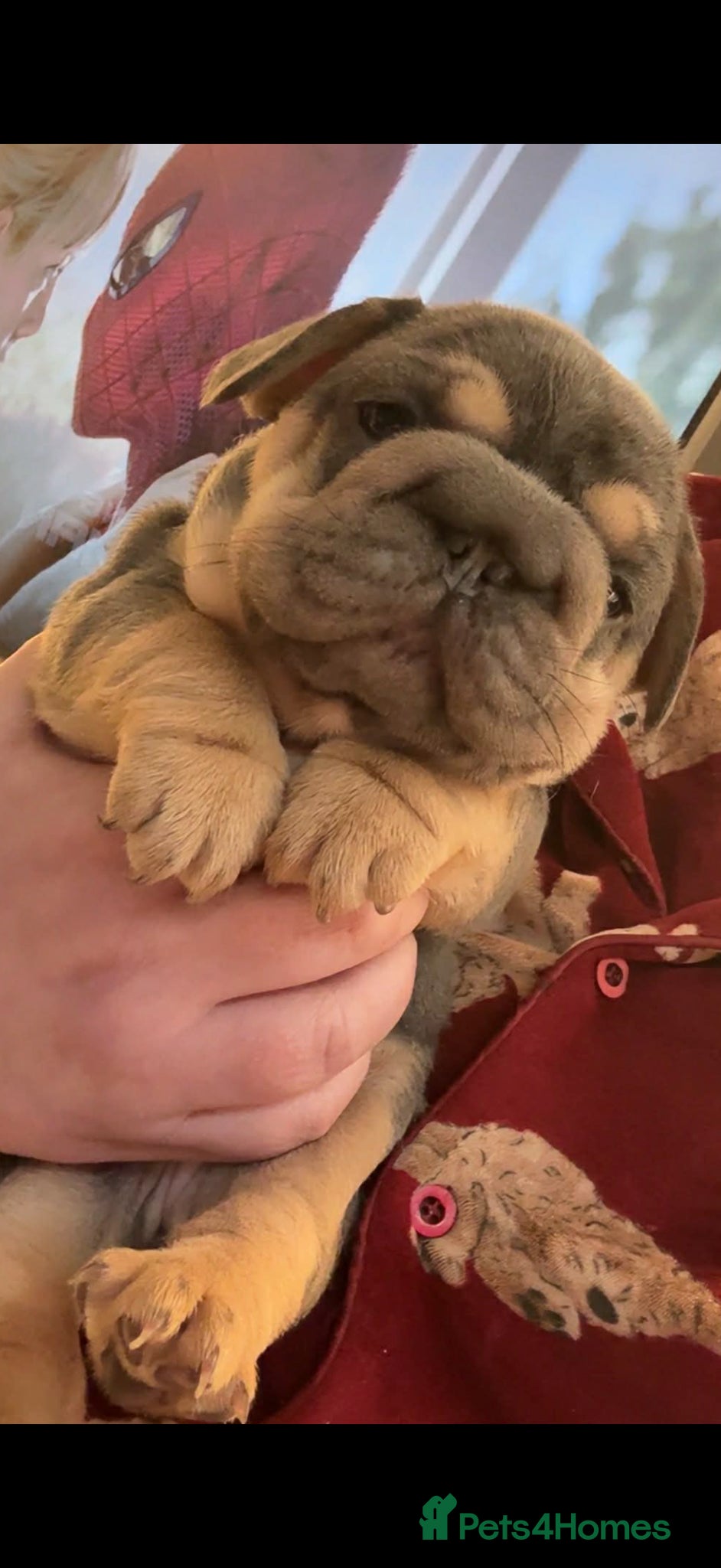 French Bulldog dogs French bulldogs  - Advert 1