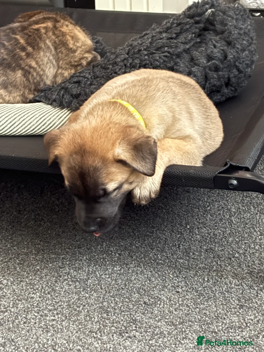Mixed Breed dogs for sale: Belgium Malinois x Dutch Herder Puppies - Advert 23