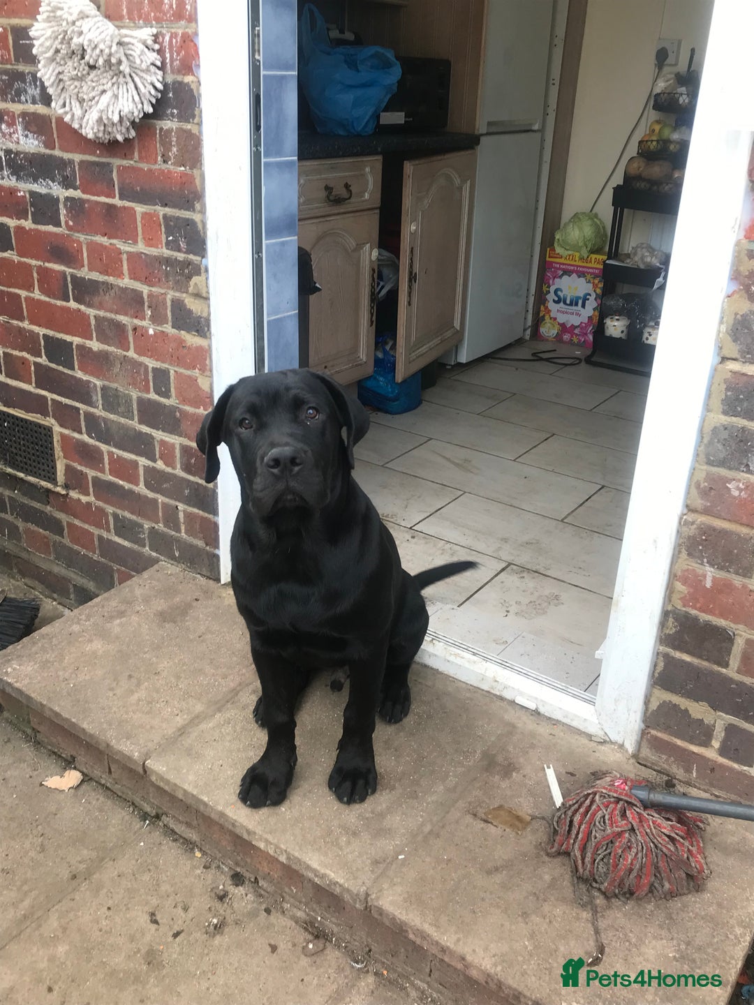 Mixed Breed dogs for sale: Presa canario rottweiler - Advert 7