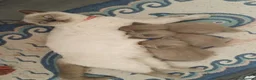 British Shorthair cats for sale: Pure Lilac BSH kittens available  - Advert 3