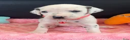 Dalmatian dogs for sale: Beautiful Dalmatian puppies ready to reserve  - Advert 4