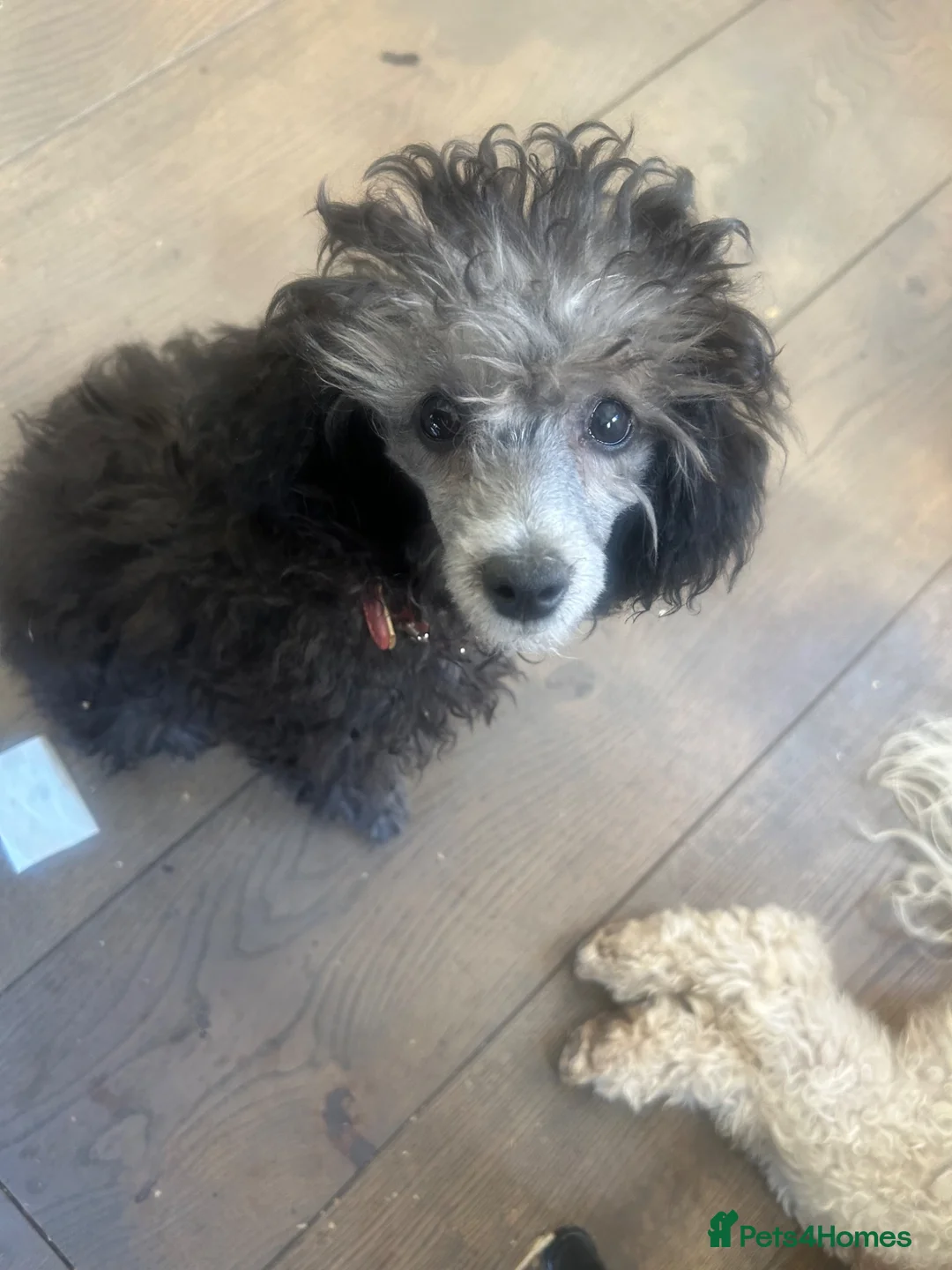 Poodle dogs for sale: Silver poodle puppy  - Advert 2