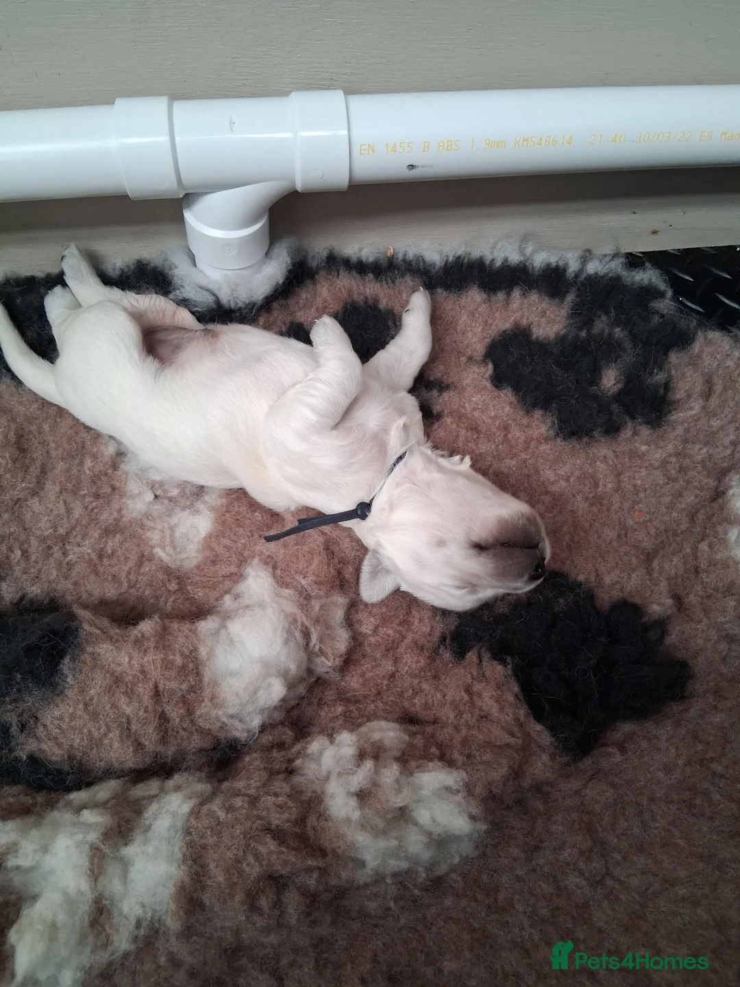 Golden Retriever dogs for sale: Stunning Golden Retriever Puppies  in Barnsley - Advert 2