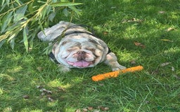 English Bulldog dogs for sale: Albie  - Advert 1