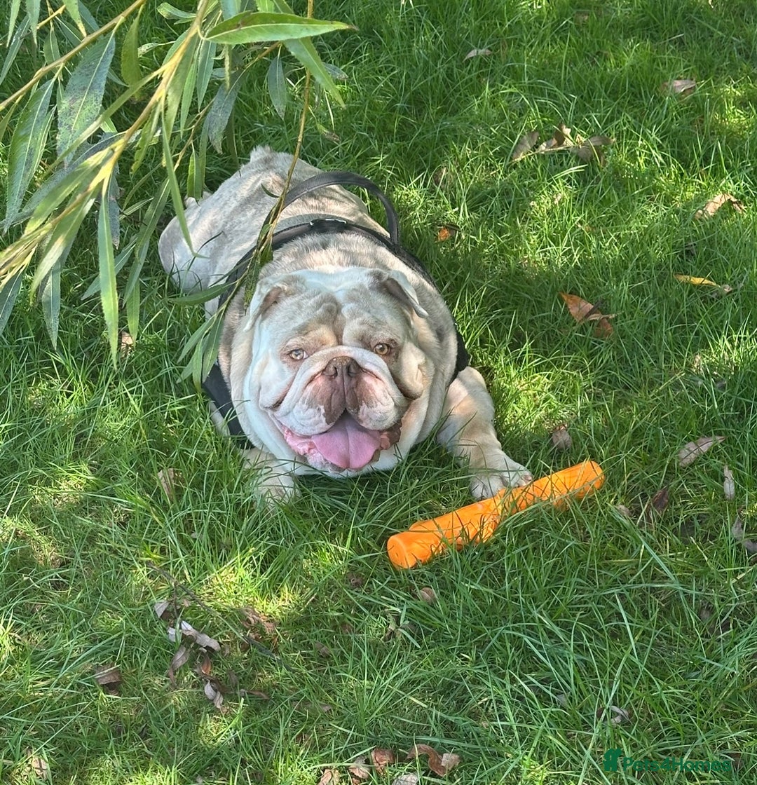 English Bulldog dogs for sale: Albie  - Advert 1