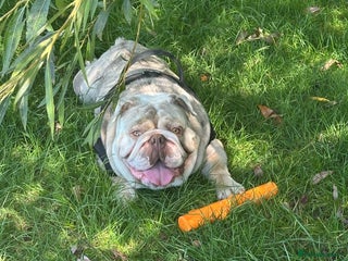 English Bulldog dogs Albie - Advert 1