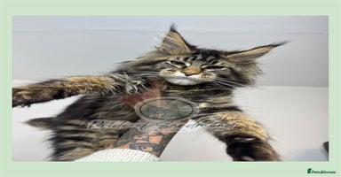 Maine Coon cats - Advert 5