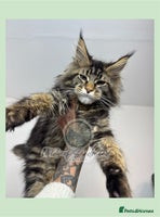 Maine Coon cats - Advert 3