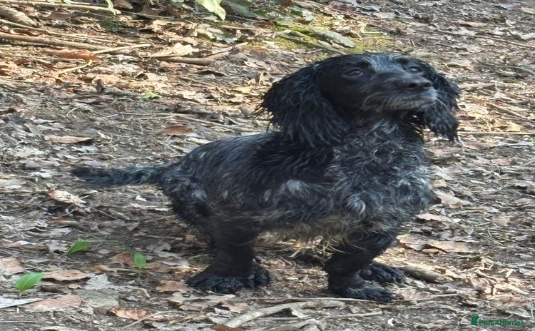 Cocker Spaniel dogs - Advert 4