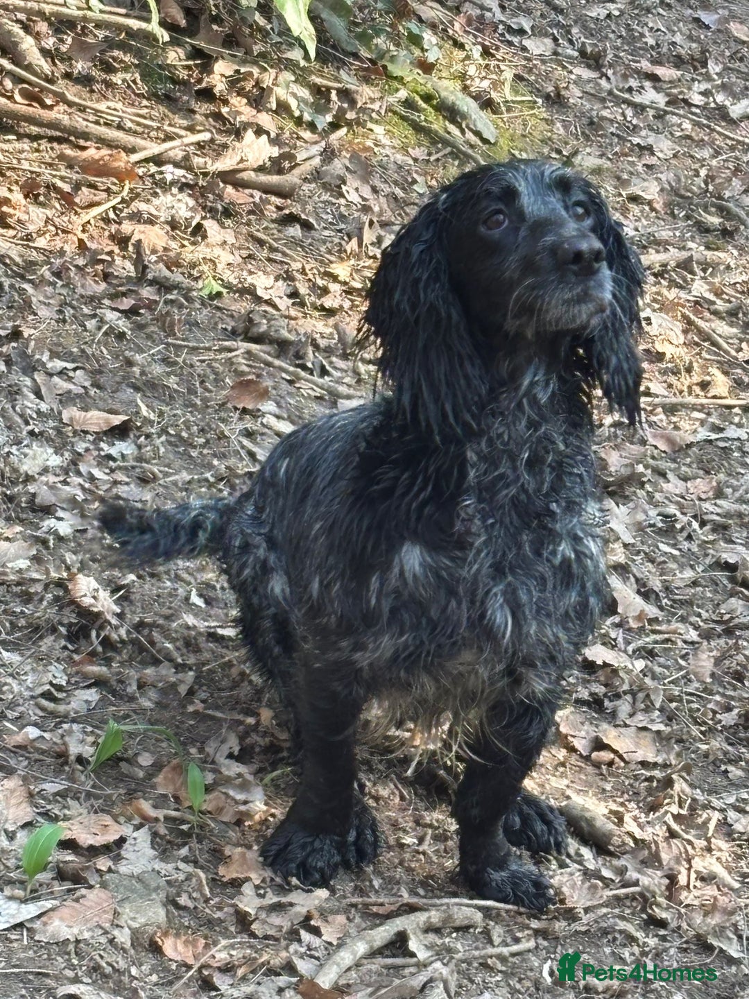 Cocker Spaniel dogs for sale: Kc Reg Working cocker spaniel  - Image 1