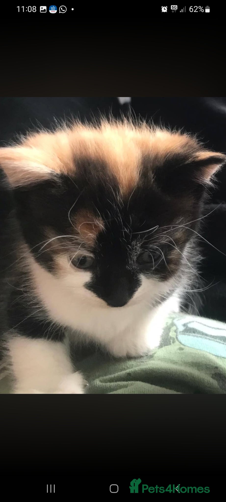 British Shorthair cats British shorthair  - Advert 2