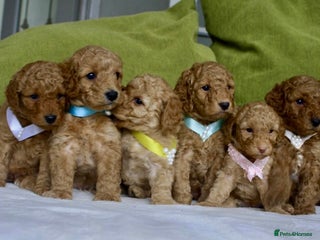 Cavapoo dogs 6 Cavapoos for sale - Advert 1