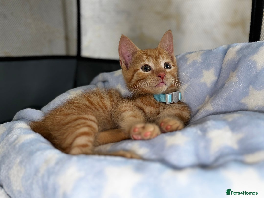 Domestic Shorthair cats for sale: Ginger Male Kitten – Domestic Shorthair - Image 3