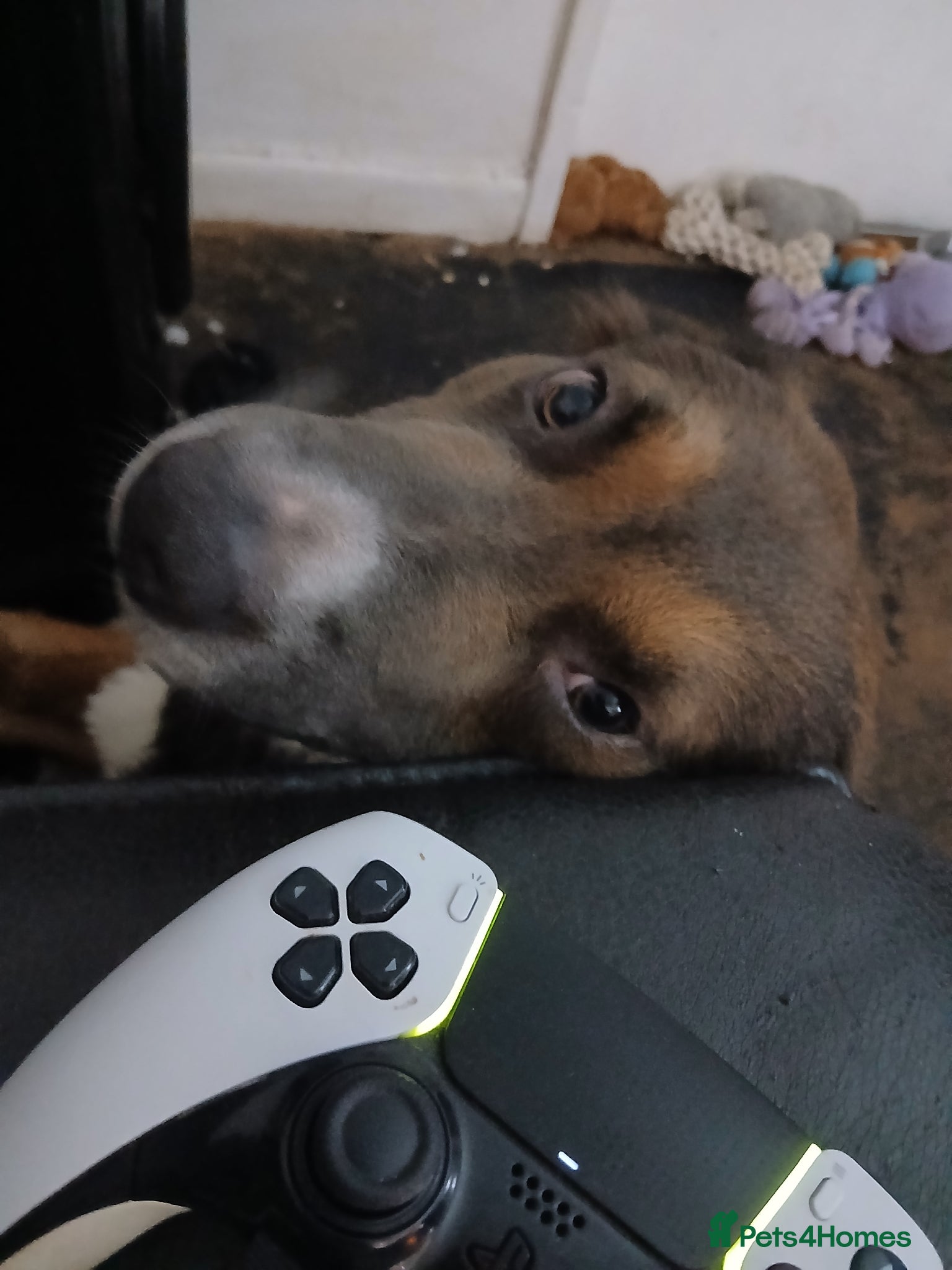 Shepsky dogs Bear, 2 year old shepsky male - Advert 1