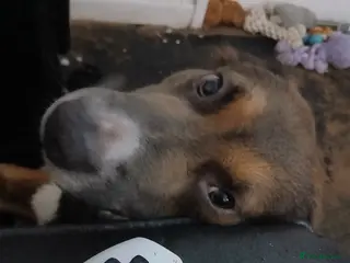 Shepsky dogs Bear, 2 year old shepsky male - Advert 13