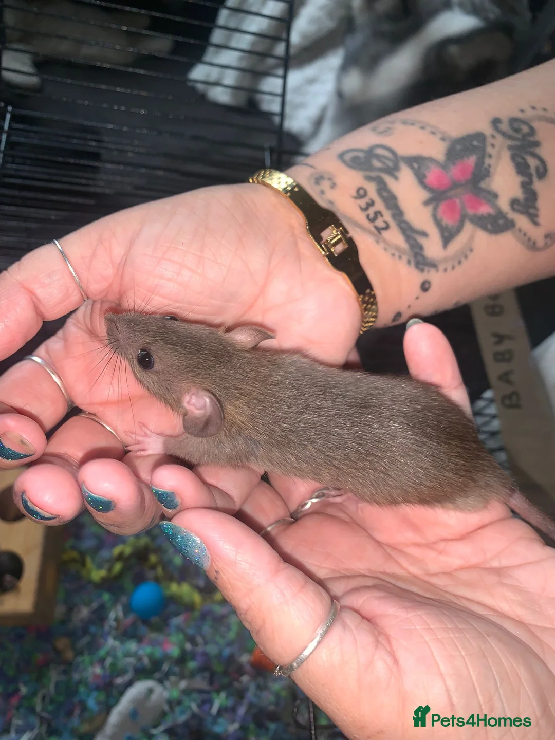 Rat rodents for sale: Dumbo Dwarf Rats - Advert 9