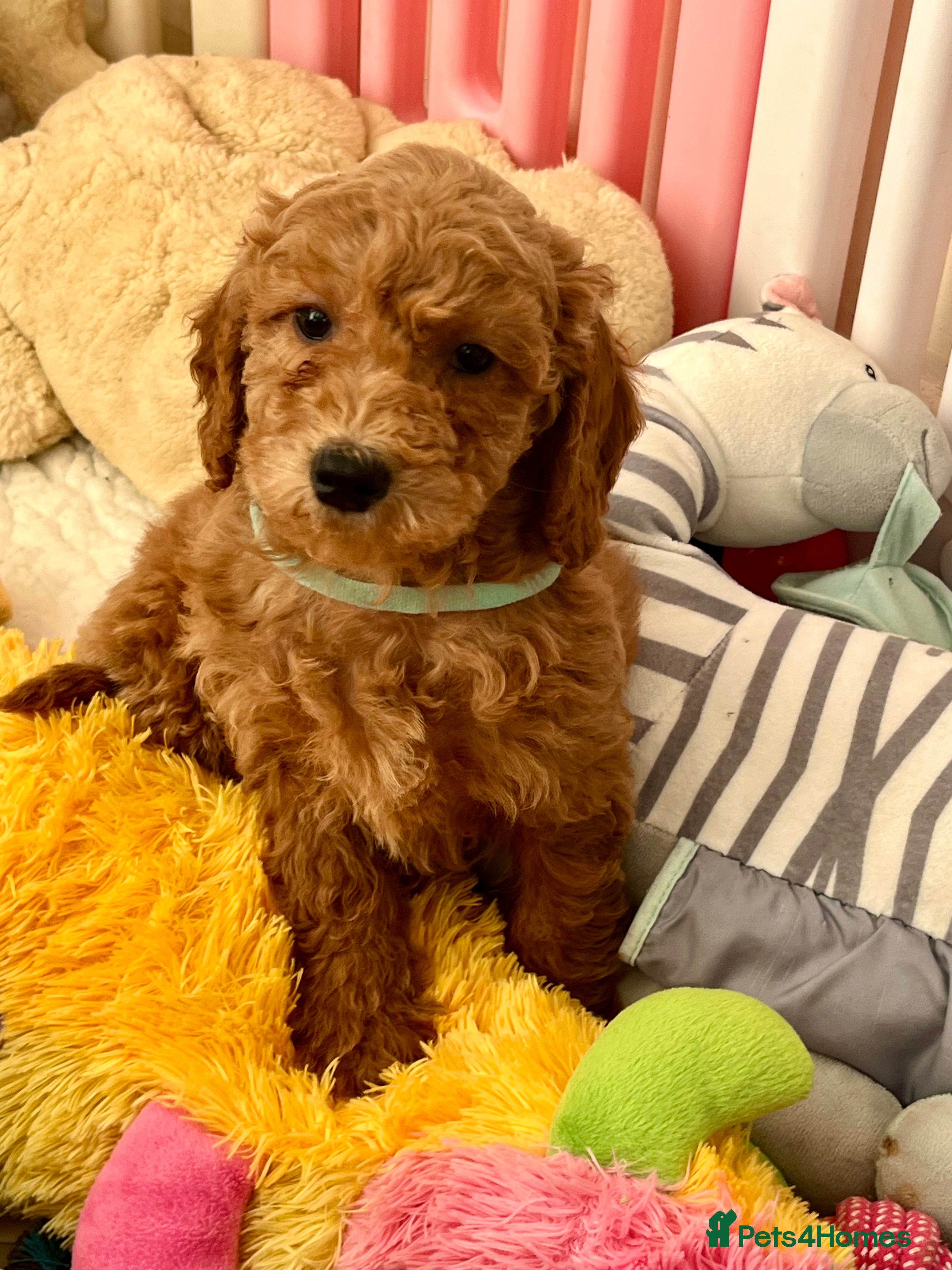 Mini Goldendoodle dogs Top Quality Miniature Goldendoodle puppies - Advert 5