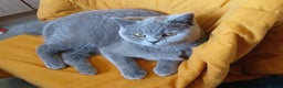 British Shorthair cats for sale: STUNNING LILAC BLUE BHS YOUNG FEMALE CAT - Advert 23