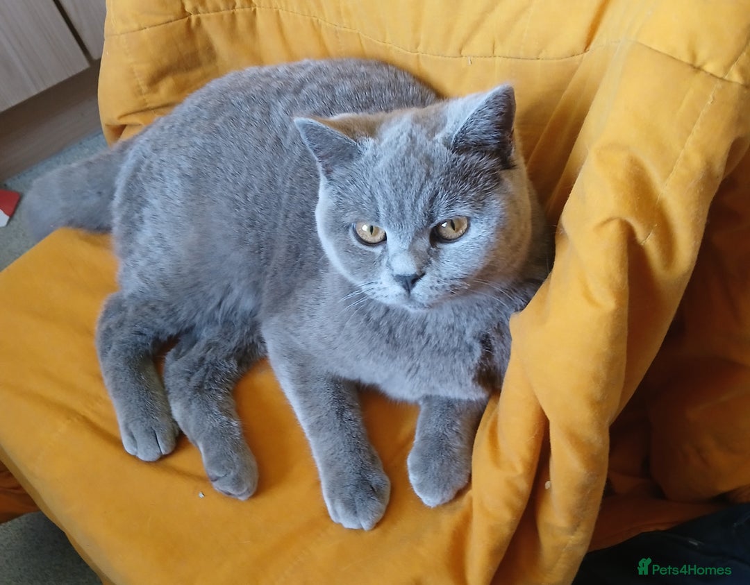 British Shorthair cats for sale: STUNNING LILAC BLUE BHS YOUNG FEMALE CAT - Advert 23