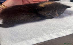 Mixed Breed cats for sale: Kittens ready to leave  - Image 15