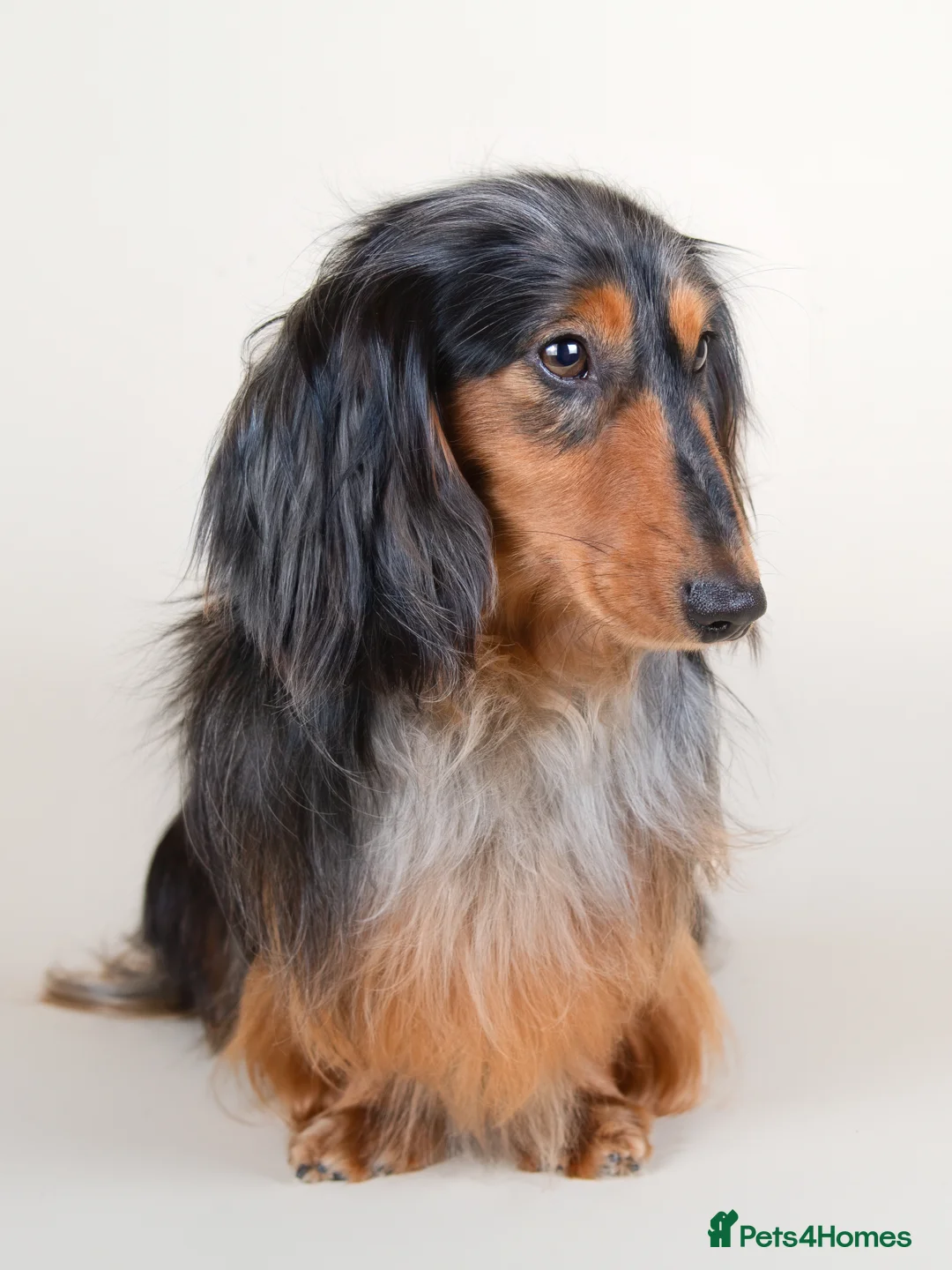 Miniature Dachshund dogs for stud: 🏆 KC REG - Health tested - International lines 🏆 in Hartlepool - Advert 2