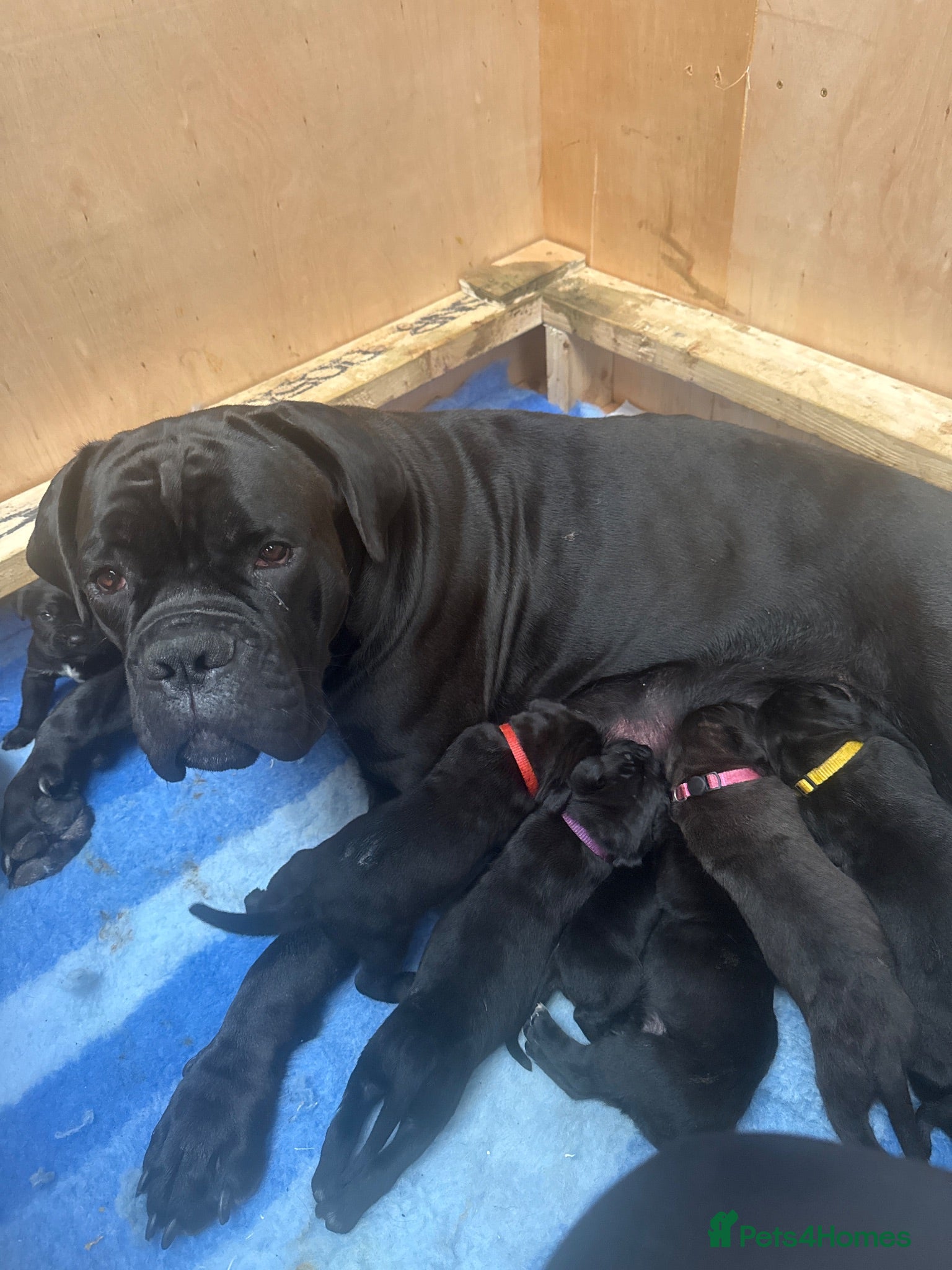 Cane Corso dogs Cane corso litter  - Advert 2