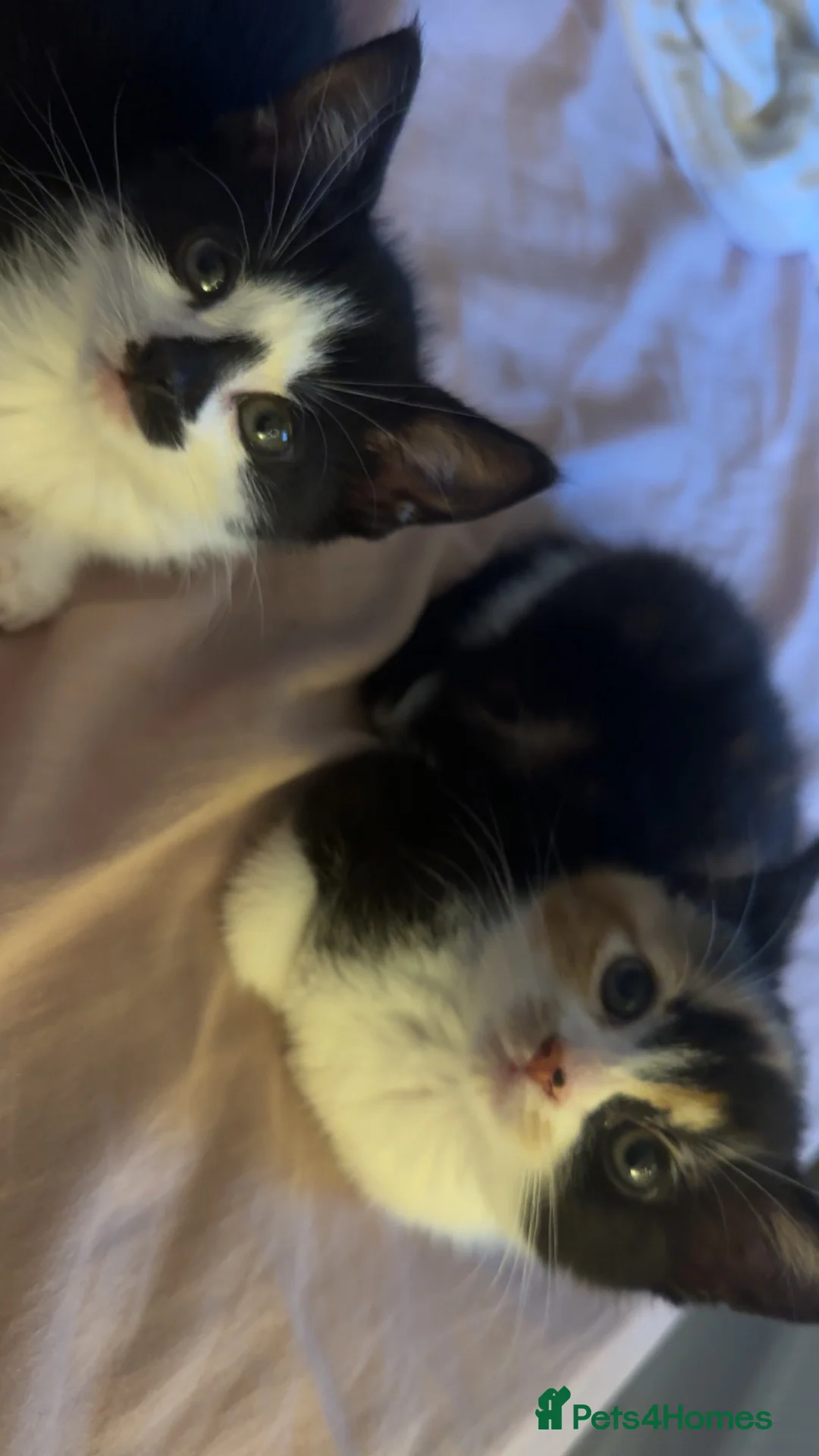British Shorthair cats for sale: Sisters in Cambridge - Advert 1