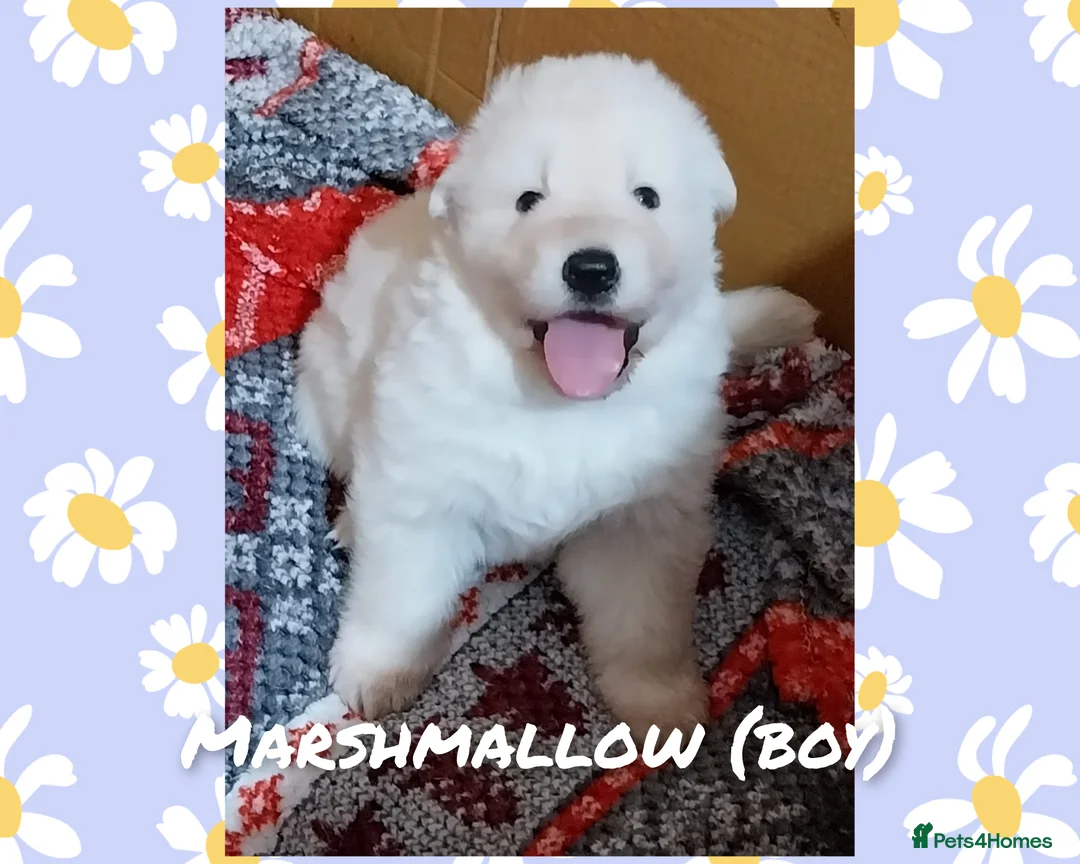 German Shepherd dogs for sale: Large German Shepherd Puppies - Advert 20