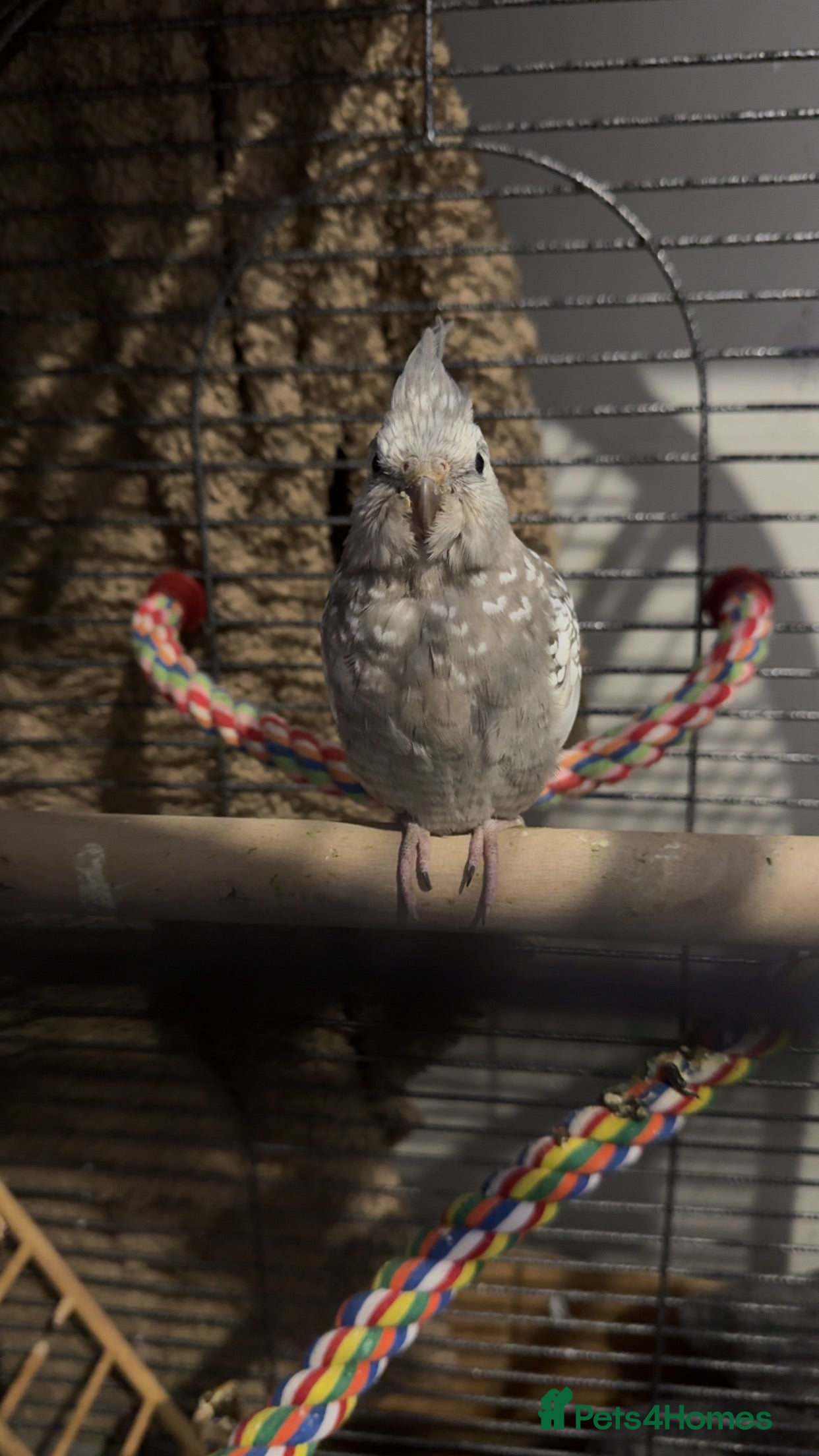 Cockatiels birds Cockatiel- 3 months - Advert 7