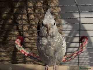 Cockatiels birds Cockatiel- 3 months - Advert 6