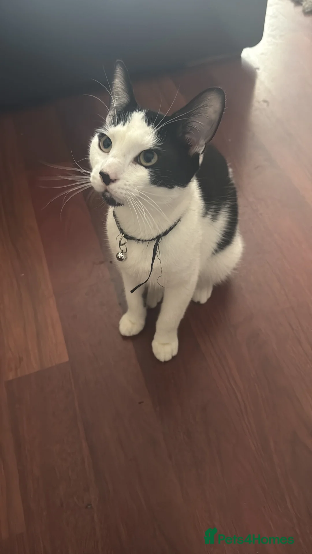 Domestic Shorthair cats for sale: 2 domestic short hair kittens  in Manchester - Advert 2