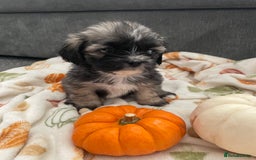 Mixed Breed dogs for sale: Maltese cross La Chon puppies  - Image 27