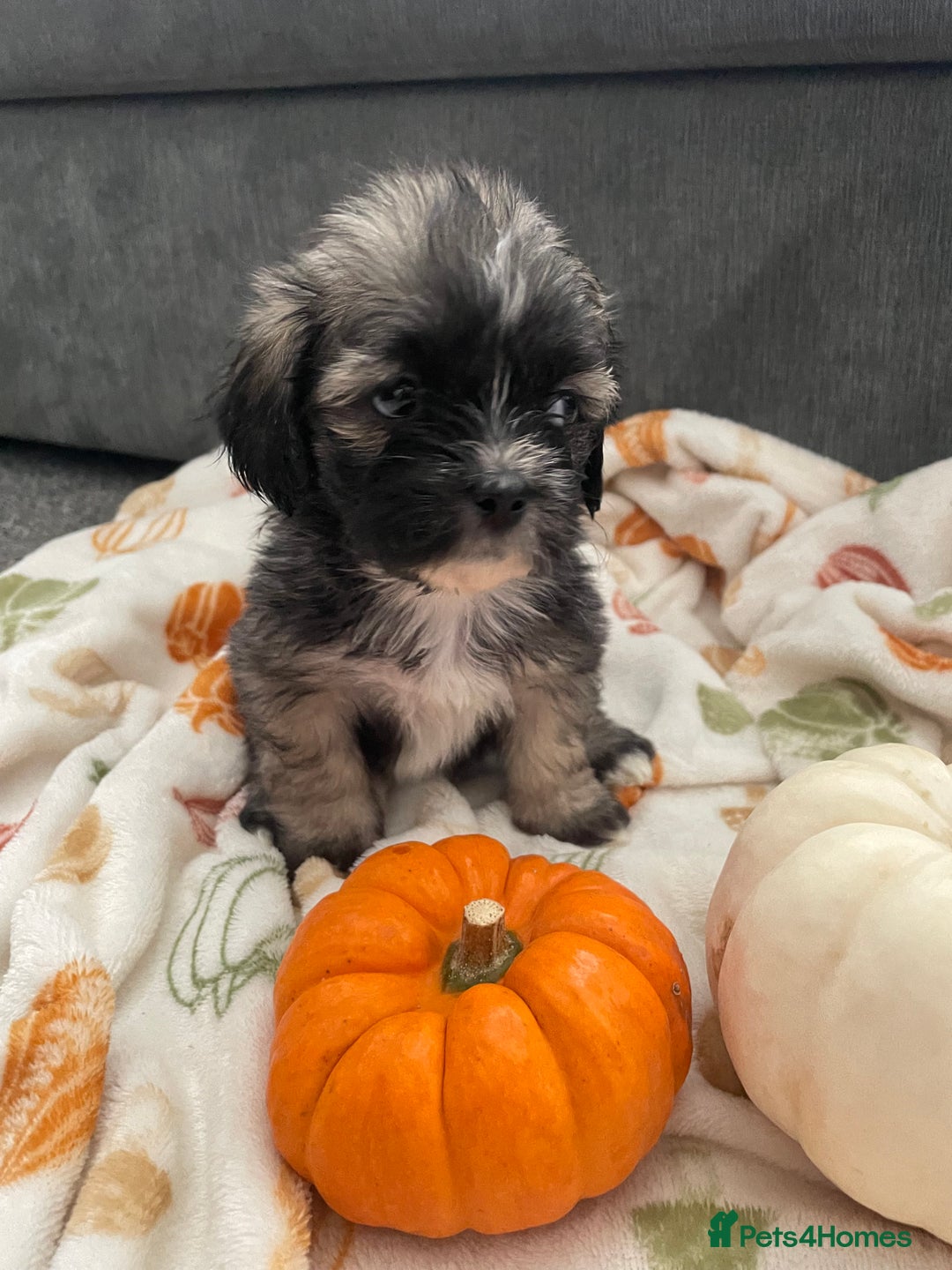 Mixed Breed dogs for sale: Maltese cross La Chon puppies  - Image 27