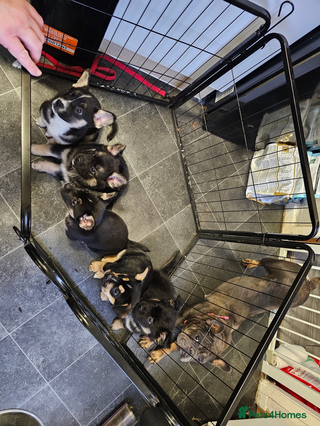 Mixed Breed dogs for sale: FRENSKY - French bulldog  - Advert 7