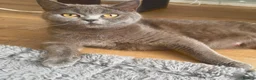 British Shorthair cats for sale: Ready for reservations British  - Advert 6