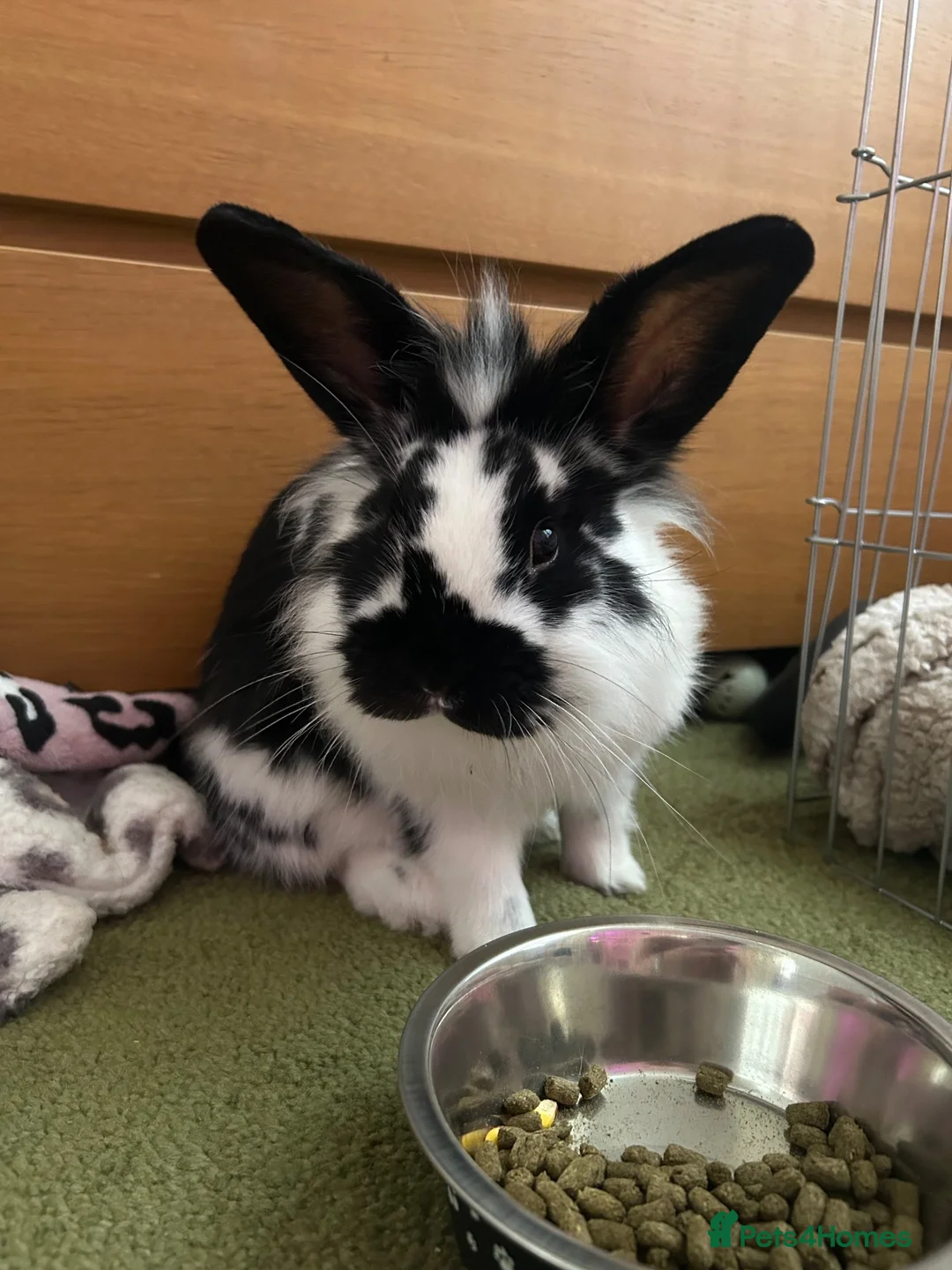 Lionhead rabbits for sale: male lion head bunny in Torquay - Advert 1