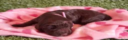 Cockapoo dogs for sale: Beautiful litter of F1 Cockapoo's - Advert 5