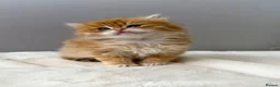 British Longhair cats for sale: Champion lines Golden British Longhairs - Advert 17
