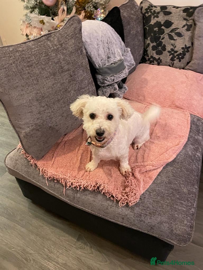Poochon dogs Two stunning F1 poochon males avaailable - Advert 9