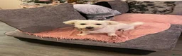 Poochon dogs for sale: Two stunning F1 poochon males avaailable in Saint Helens - Advert 1