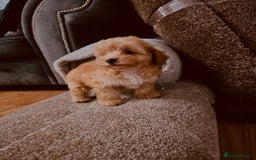 Maltipoo dogs for sale: Maltipoo  - Image 7