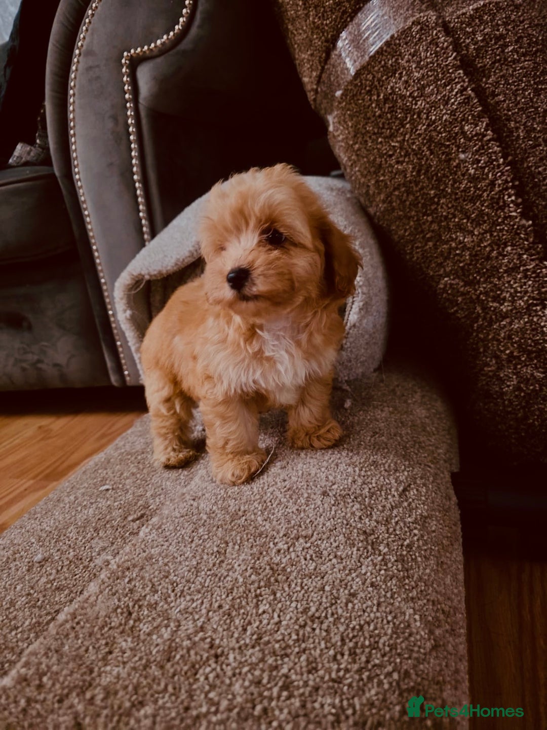 Maltipoo dogs for sale: Maltipoo  - Image 7