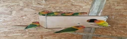 Lovebirds birds for sale: ✨️🦜Beautiful Fischer's Lovebird for Sale! 🦜✨ in Saint Helens - Advert 8