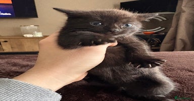 Mixed Breed cats - Advert 11