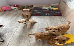 Cavapoo dogs for sale: Toy cavapoo f1 HEALTH TESTED  - Image 5