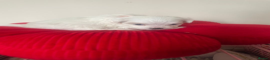 Maltipoo Puppy 5 (Neon Orange)